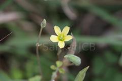 Oxalis corniculata